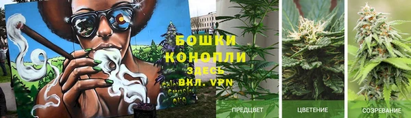шишки Алзамай