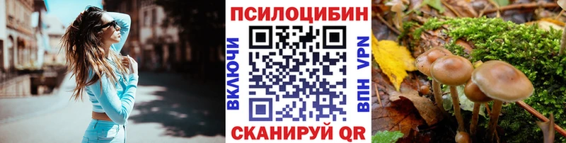 наркотики  Приморск  Псилоцибиновые грибы Psilocybe 